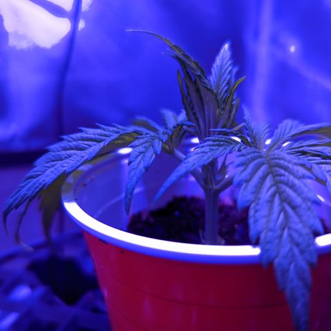 Girl Scout Cookies growlog timeline photo