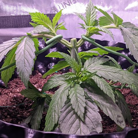Girl Scout Cookies growlog timeline photo
