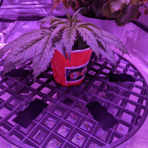 Girl Scout Cookies growlog timeline photo