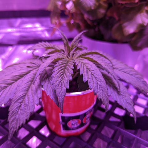 Girl Scout Cookies growlog timeline photo