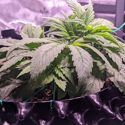 Girl Scout Cookies growlog timeline photo