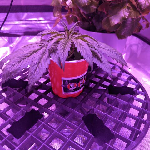 Girl Scout Cookies growlog timeline photo