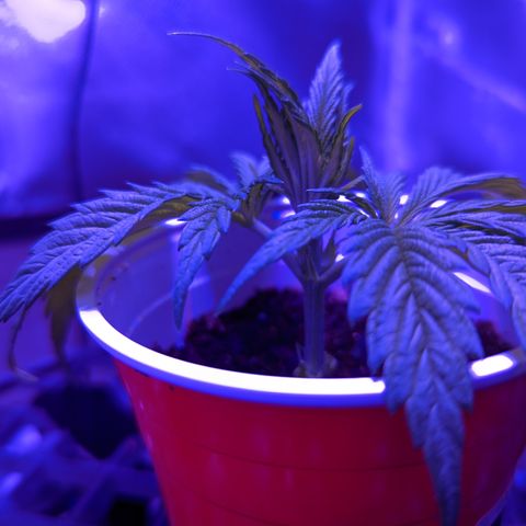 Girl Scout Cookies growlog timeline photo
