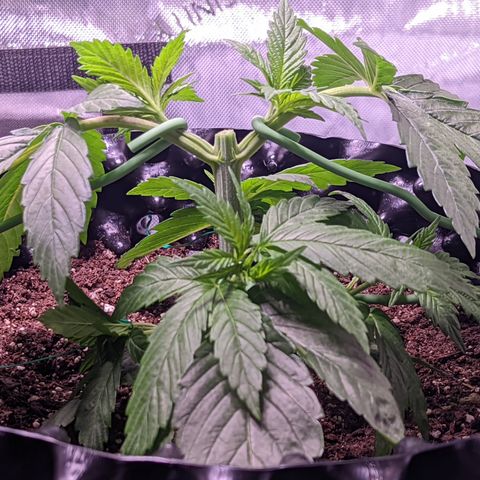 Girl Scout Cookies growlog timeline photo