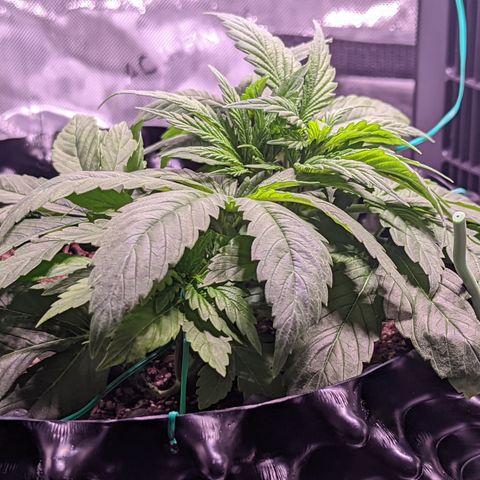 Girl Scout Cookies growlog timeline photo