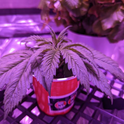 Girl Scout Cookies growlog timeline photo