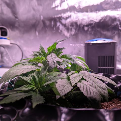 Girl Scout Cookies growlog photo: I topped the very top cola of bushy GSC (2). 