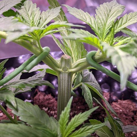 Girl Scout Cookies growlog photo: I topped the very top cola of bushy GSC (2). 