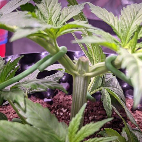 Girl Scout Cookies growlog photo: I topped the very top cola of bushy GSC (2). 