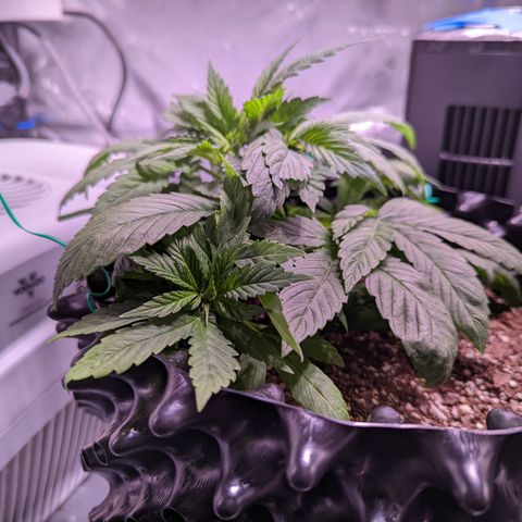Girl Scout Cookies growlog photo: I topped the very top cola of bushy GSC (2). 