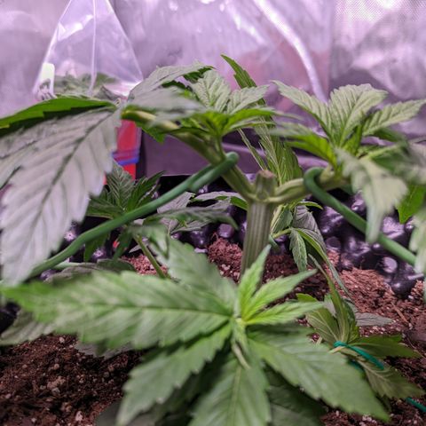 Girl Scout Cookies growlog photo: I topped the very top cola of bushy GSC (2). 