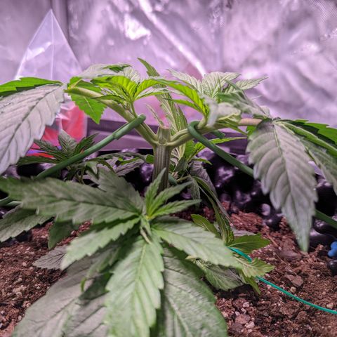Girl Scout Cookies growlog photo: I topped the very top cola of bushy GSC (2). 