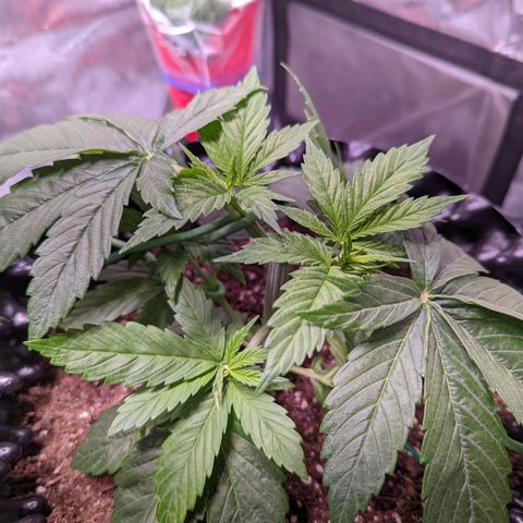 Girl Scout Cookies growlog photo: I topped the very top cola of bushy GSC (2). 