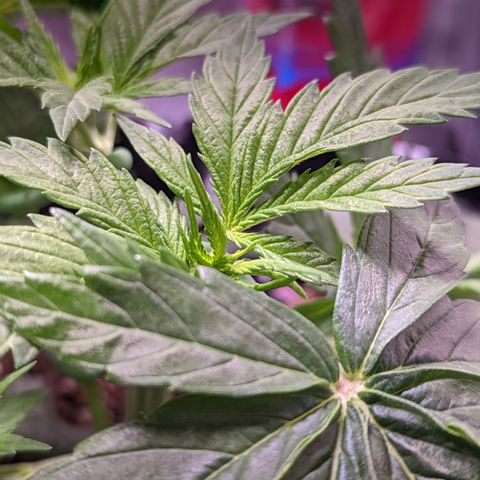 Girl Scout Cookies growlog timeline photo