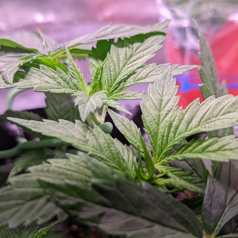 Girl Scout Cookies growlog timeline photo