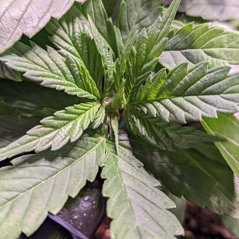 Girl Scout Cookies growlog timeline photo