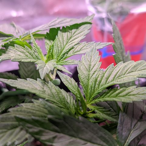 Girl Scout Cookies growlog timeline photo