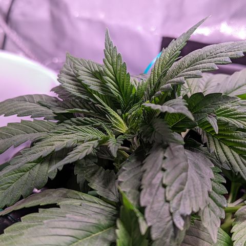 Girl Scout Cookies growlog timeline photo