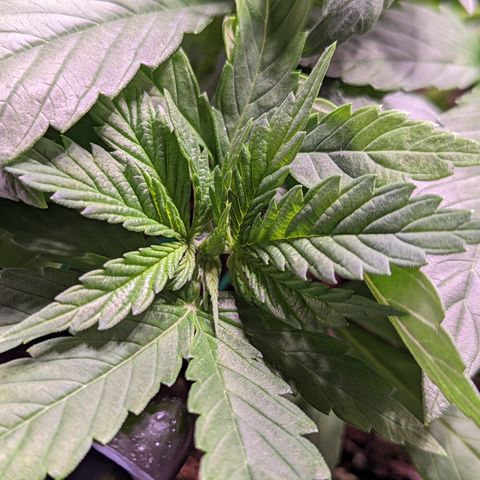 Girl Scout Cookies growlog timeline photo