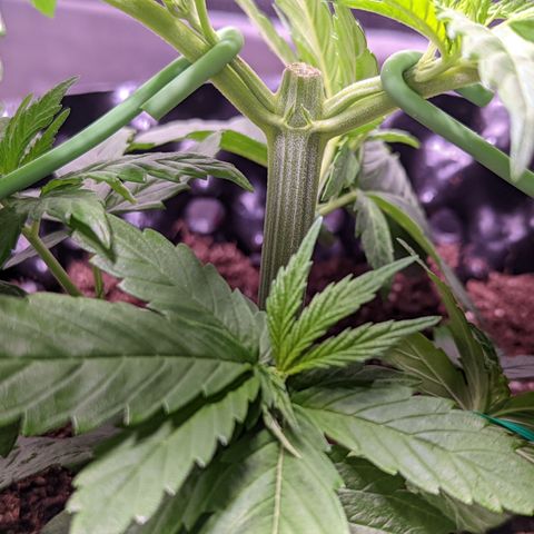 Girl Scout Cookies growlog timeline photo