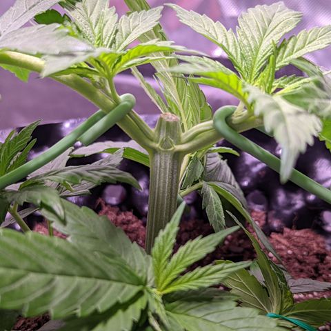 Girl Scout Cookies growlog timeline photo