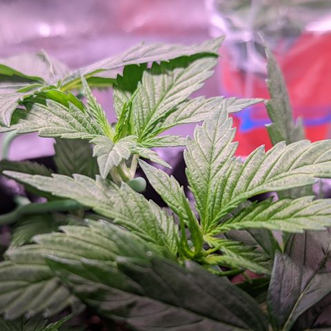 Girl Scout Cookies growlog timeline photo