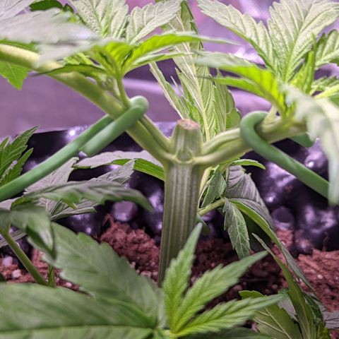 Girl Scout Cookies growlog timeline photo
