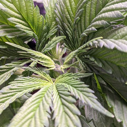 Girl Scout Cookies growlog photo: More LST