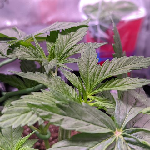 Girl Scout Cookies growlog photo: More LST