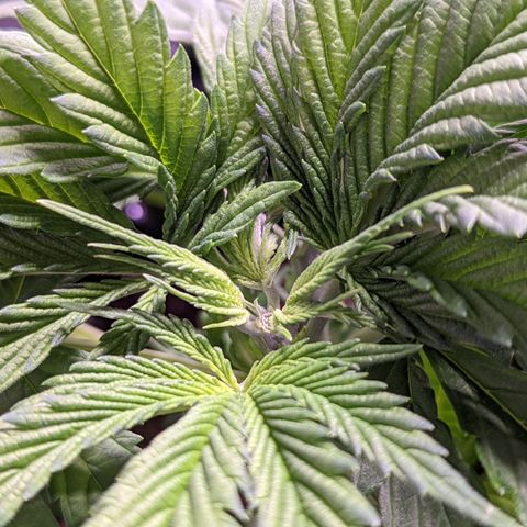 Girl Scout Cookies growlog photo: More LST
