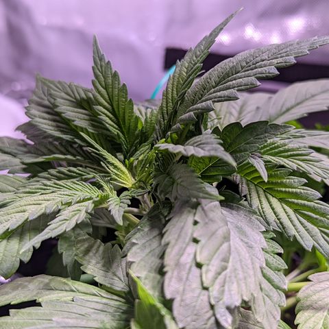 Girl Scout Cookies growlog photo: More LST