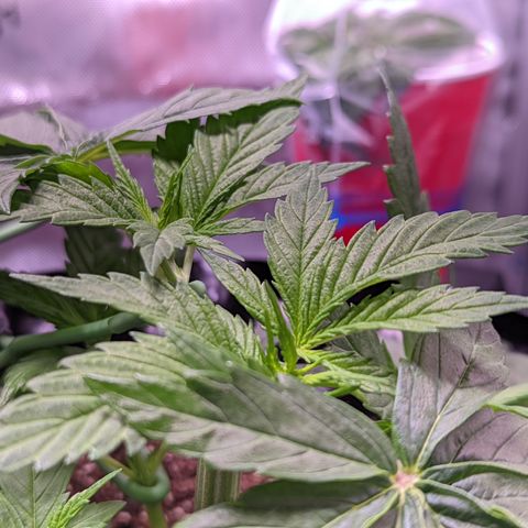 Girl Scout Cookies growlog photo: More LST