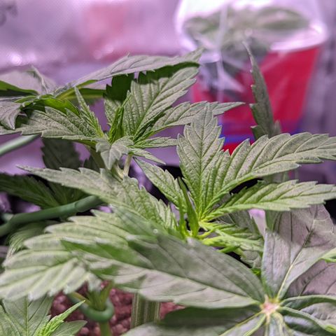 Girl Scout Cookies growlog photo: More LST