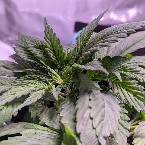 Girl Scout Cookies growlog photo: More LST
