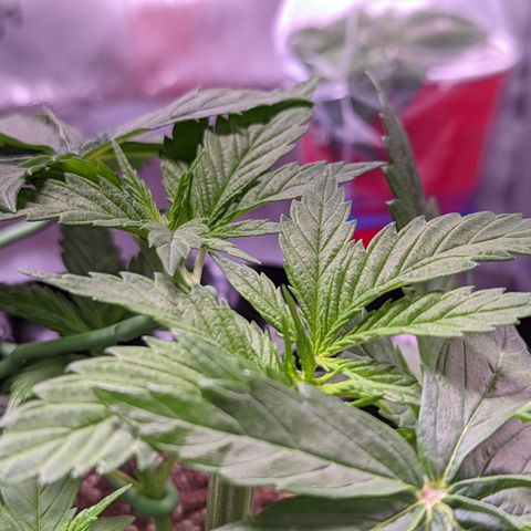 Girl Scout Cookies growlog photo: More LST
