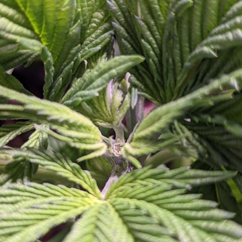 Girl Scout Cookies growlog photo: More LST