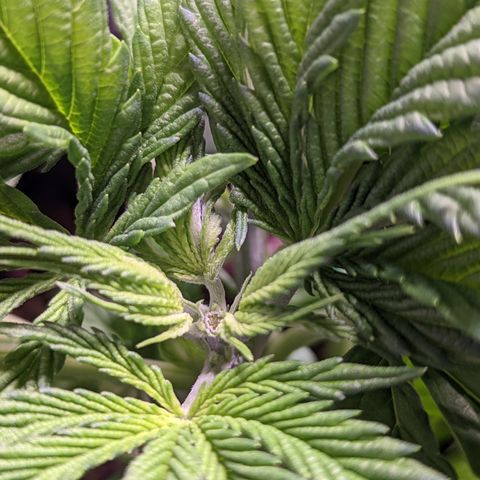 Girl Scout Cookies growlog photo: More LST