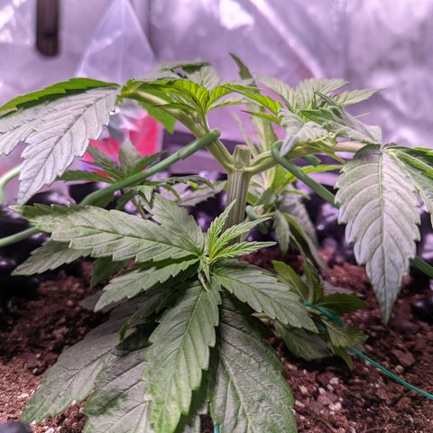 Girl Scout Cookies growlog photo: I topped the very top cola of bushy GSC (2). 