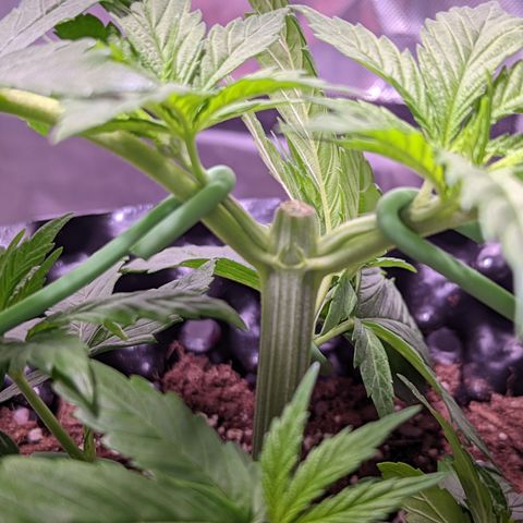 Girl Scout Cookies growlog photo: I topped the very top cola of bushy GSC (2). 