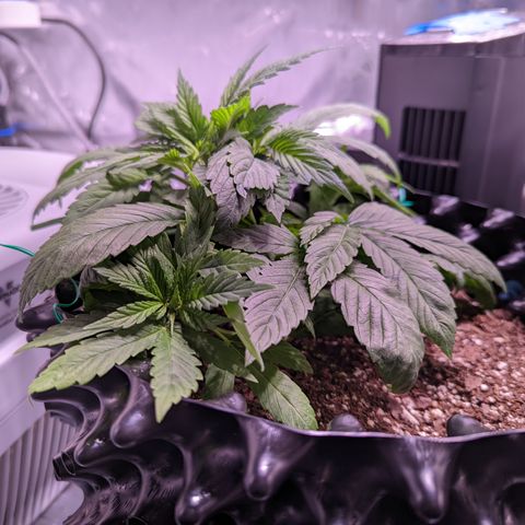 Girl Scout Cookies growlog photo: I topped the very top cola of bushy GSC (2). 