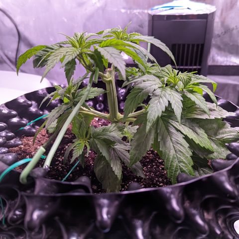 Girl Scout Cookies growlog timeline photo