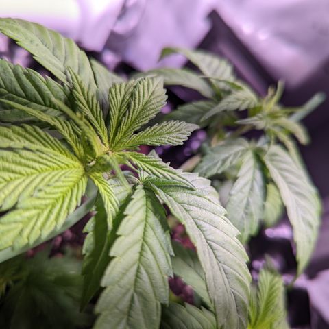 Girl Scout Cookies growlog timeline photo