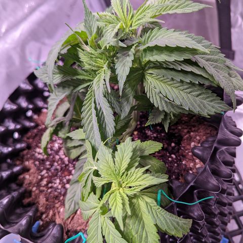 Girl Scout Cookies growlog timeline photo