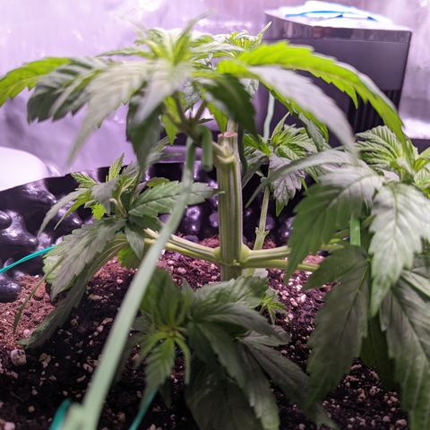 Girl Scout Cookies growlog timeline photo