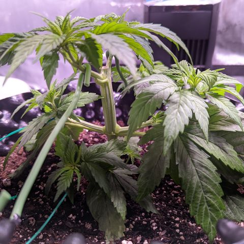 Girl Scout Cookies growlog timeline photo