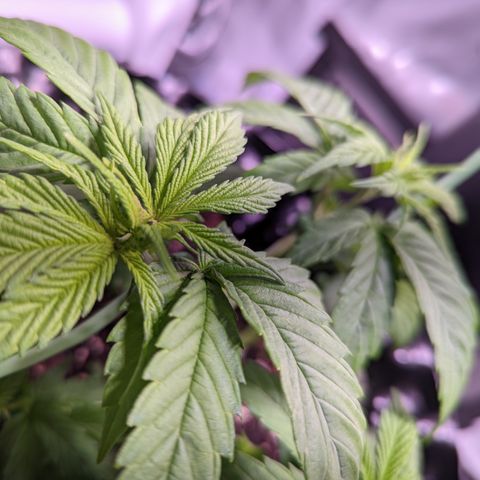 Girl Scout Cookies growlog timeline photo