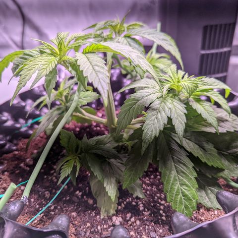 Girl Scout Cookies growlog timeline photo