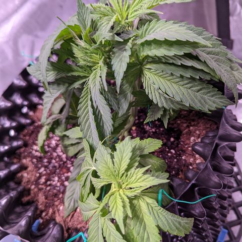 Girl Scout Cookies growlog timeline photo