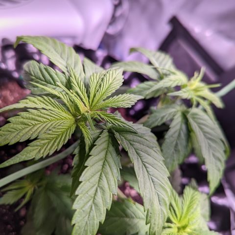 Girl Scout Cookies growlog timeline photo