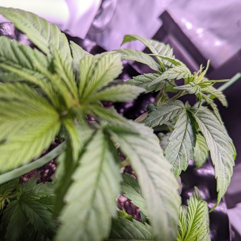 Girl Scout Cookies growlog timeline photo
